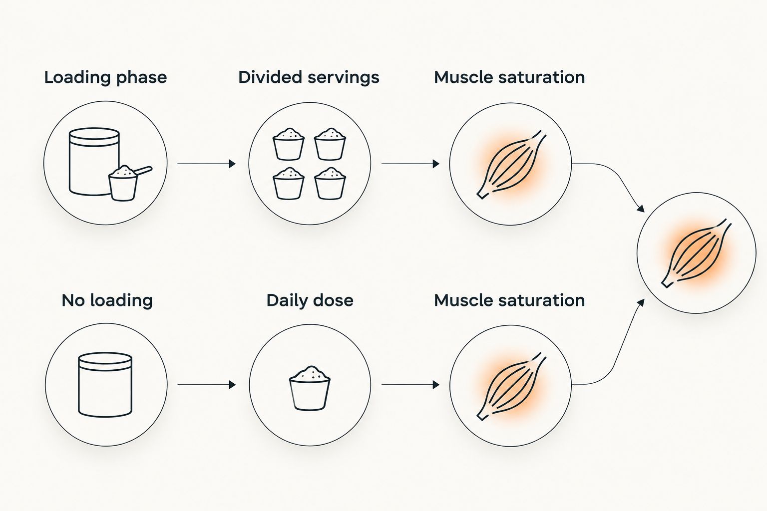Two creatine dosing paths leading to the same muscle saturation endpoint