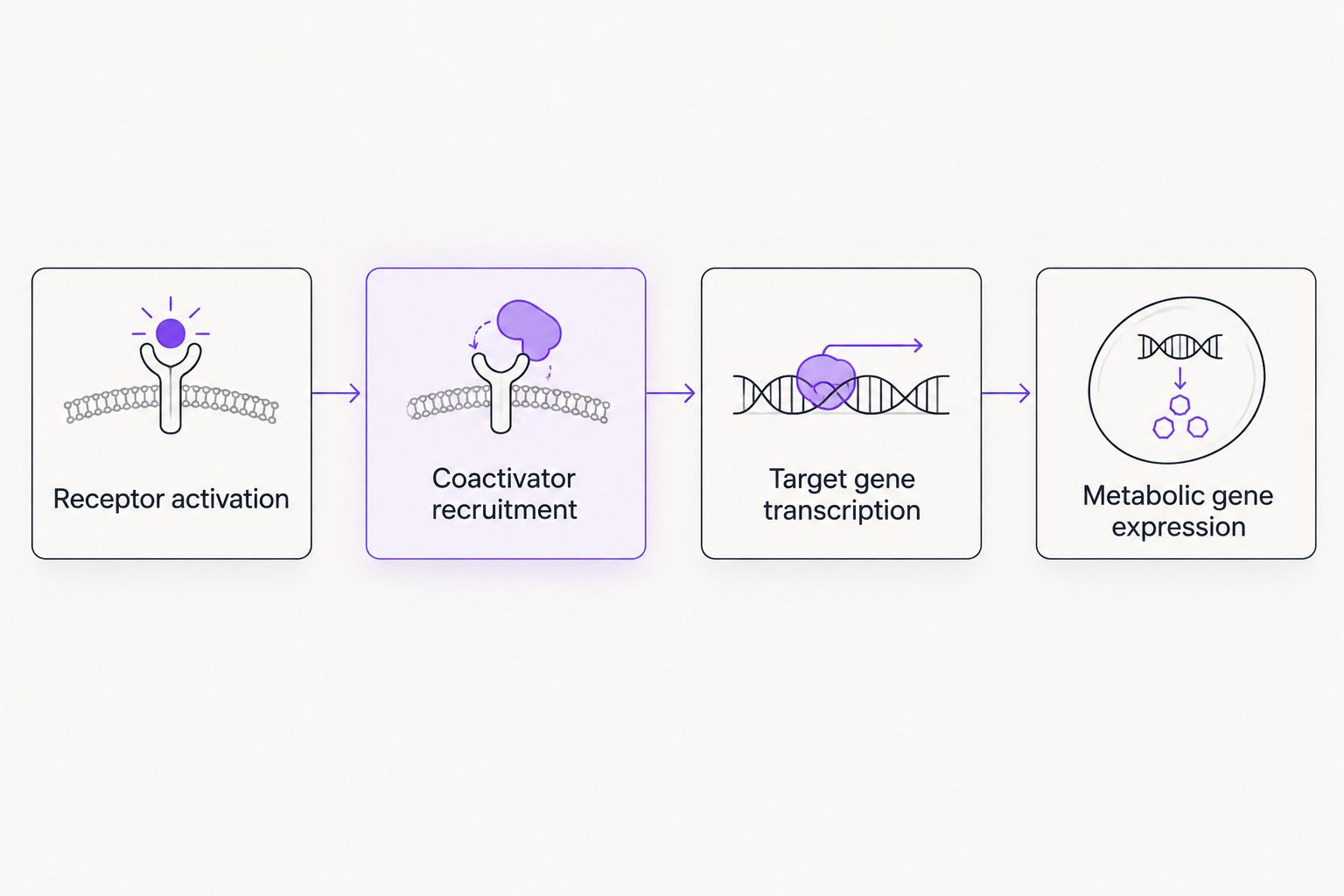 Four-step diagram of the PPAR-delta activation to gene expression pathway