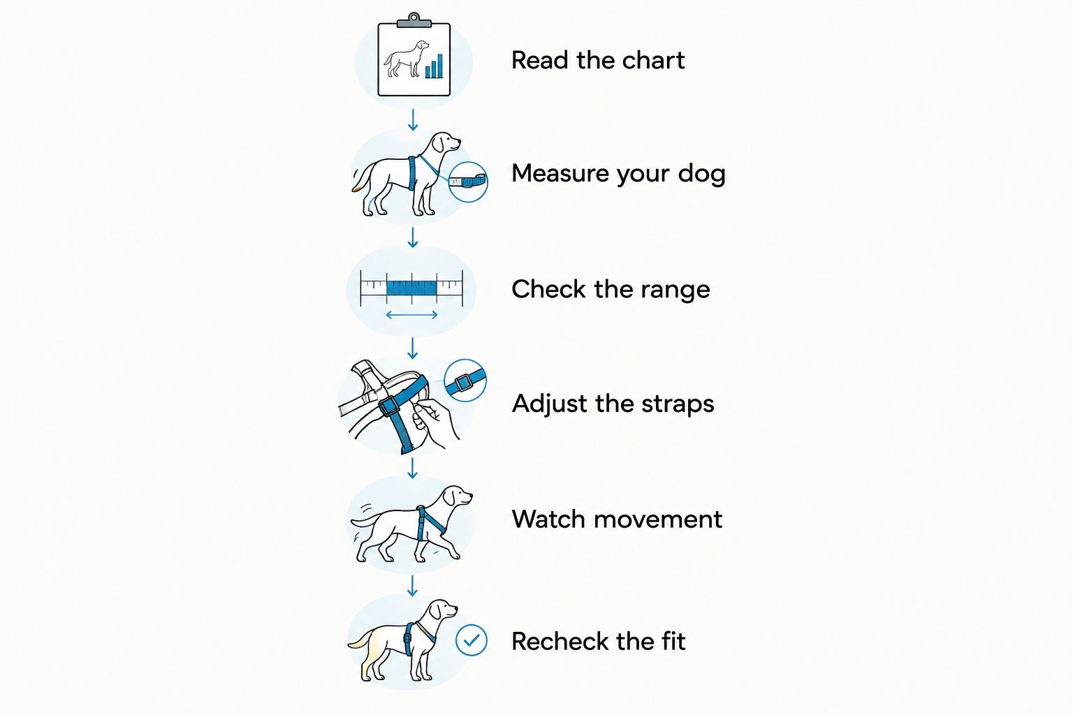 Harness sizing steps from reading the chart to checking fit after movement