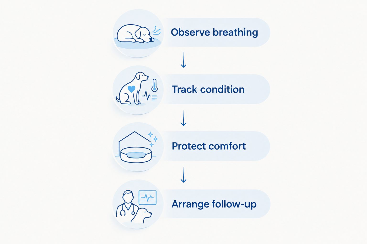 Four steps for an English Bulldog care routine, from observing breathing to arranging veterinary follow-up