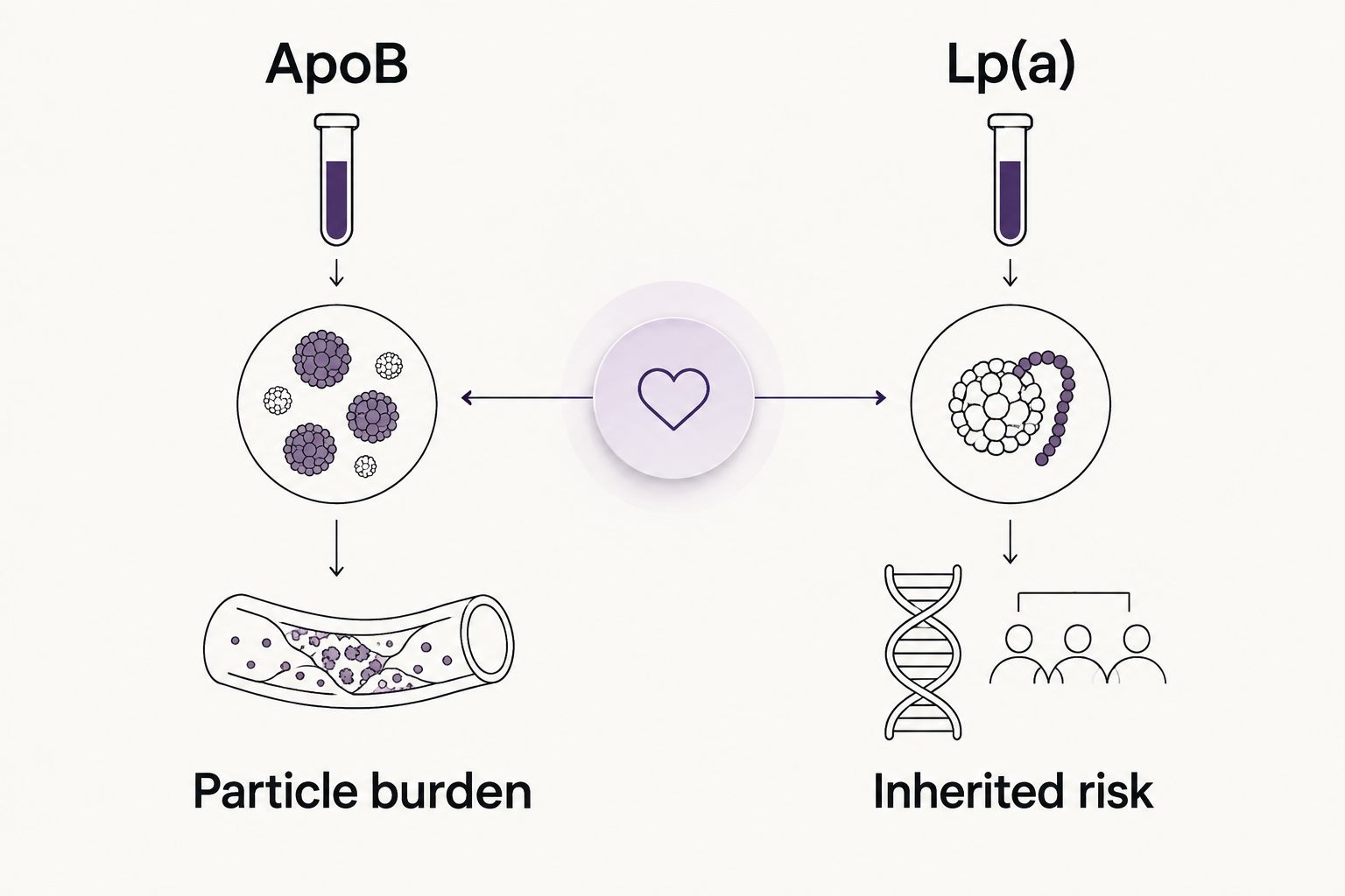 Two columns showing ApoB for particle burden and Lp(a) for inherited risk
