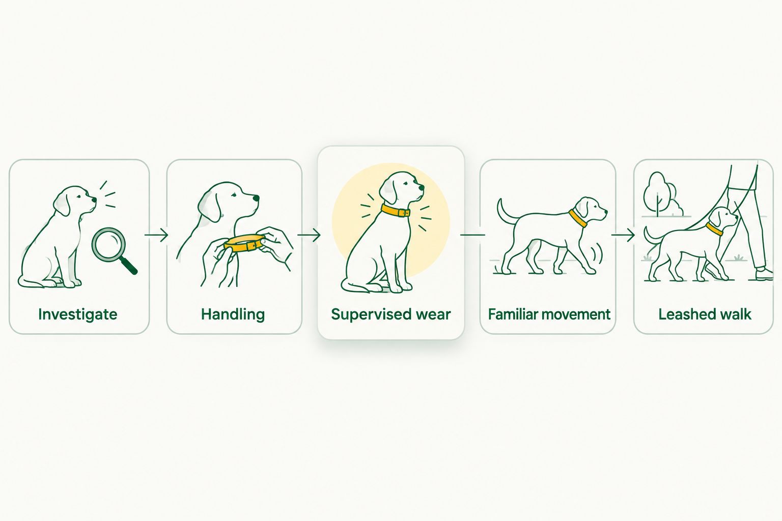 Gradual GPS collar introduction from investigation to a familiar leashed walk