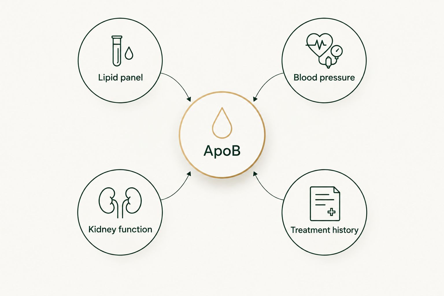 ApoB interpreted alongside a lipid panel, blood pressure, kidney function, and treatment history.