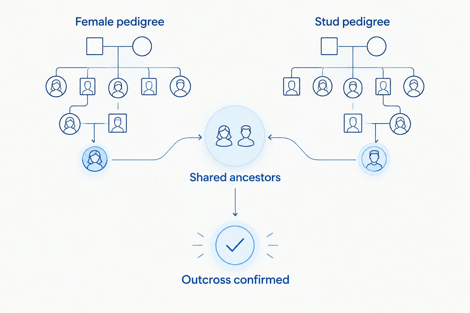 Diagram comparing a female's and a stud's pedigree to confirm an outcross