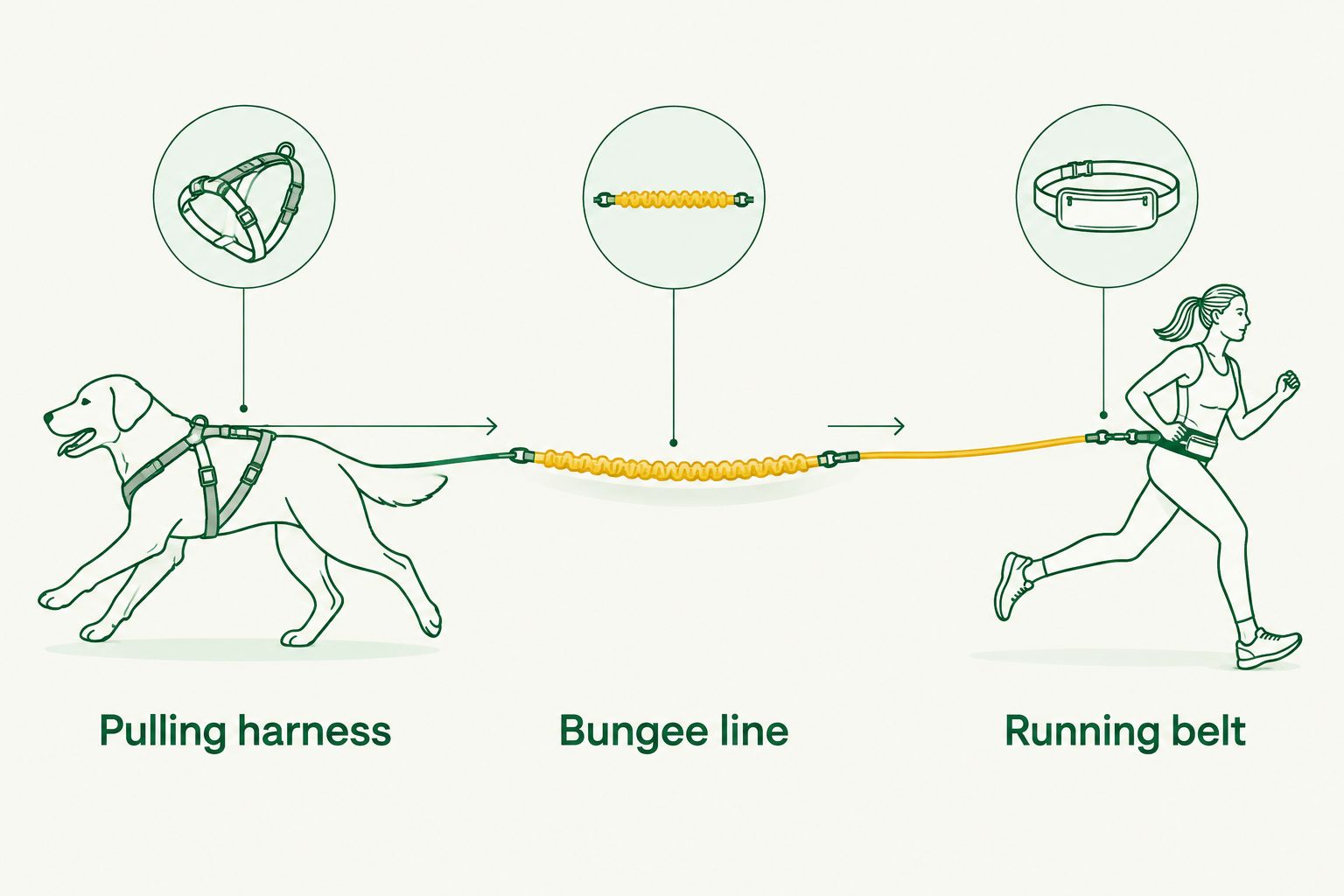 Three connected components of a canicross setup: pulling harness, bungee line, and running belt