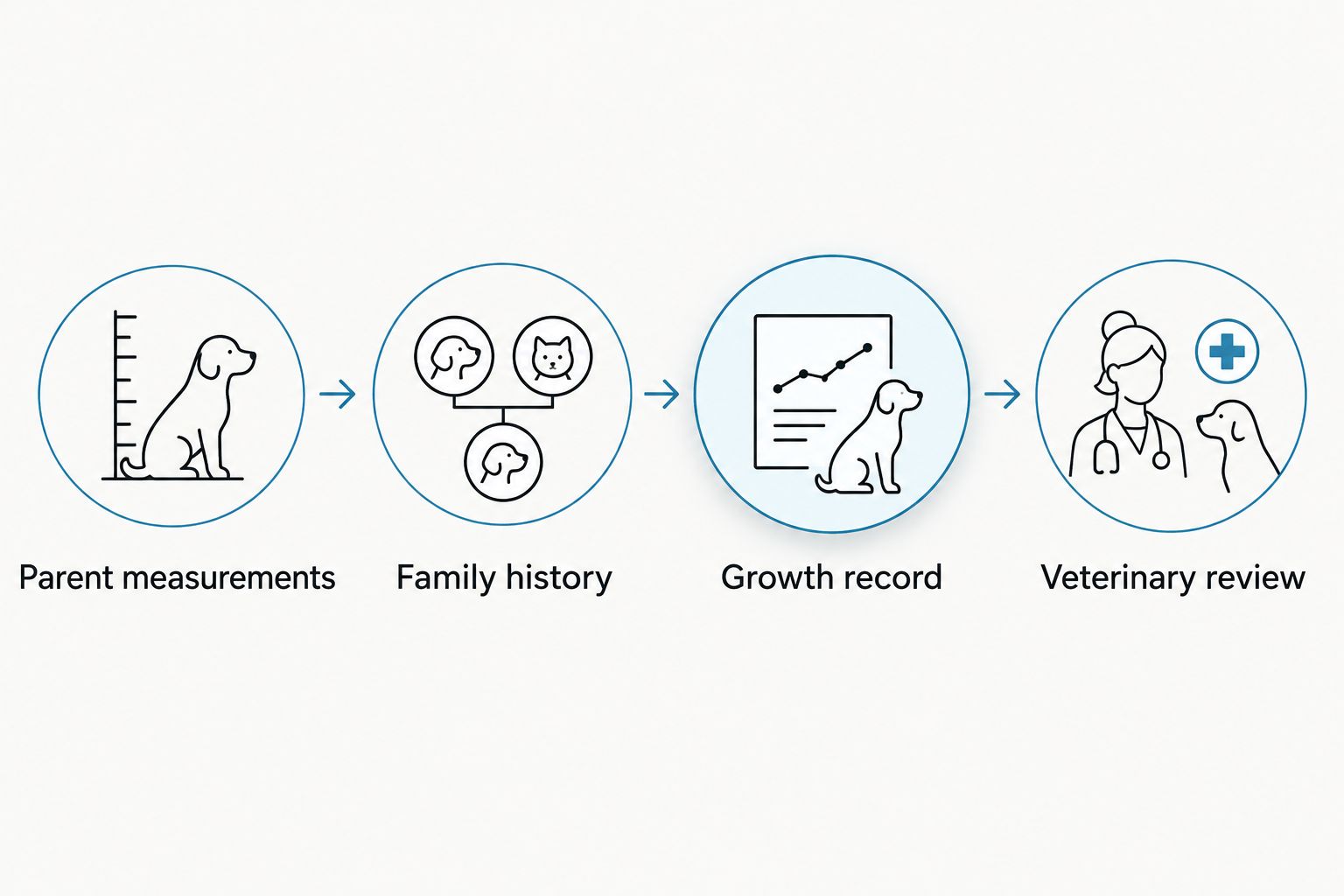 Four steps for estimating adult size using parent measurements, family history, growth records, and veterinary review.