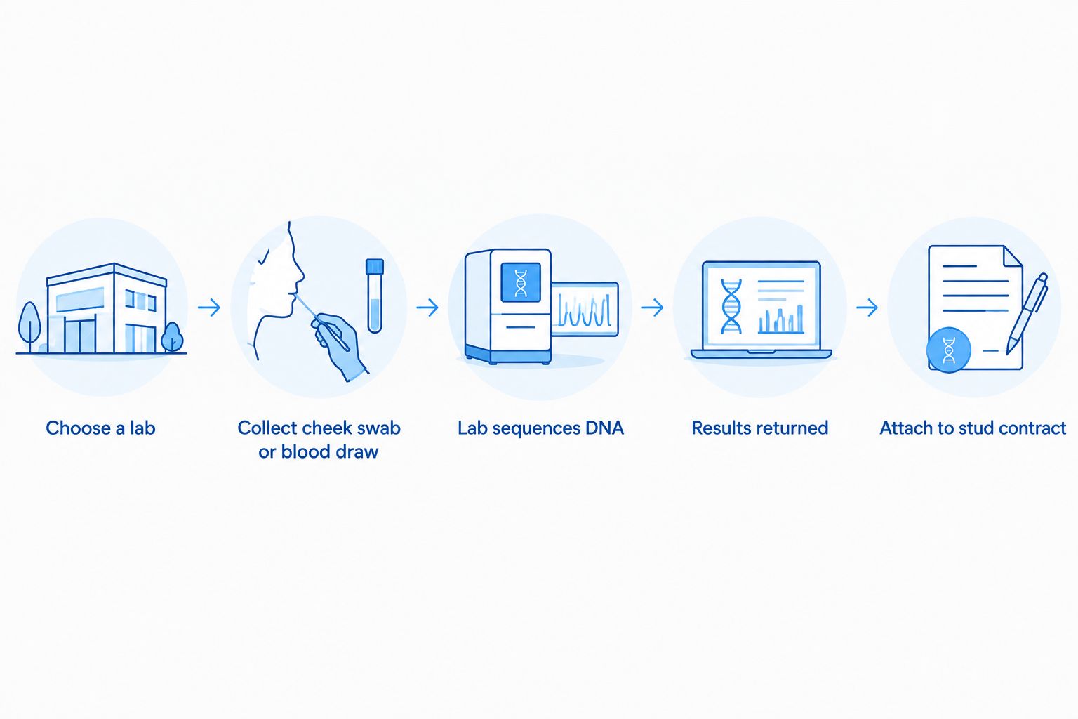 Five-step process from choosing a DNA lab to attaching results to a stud contract