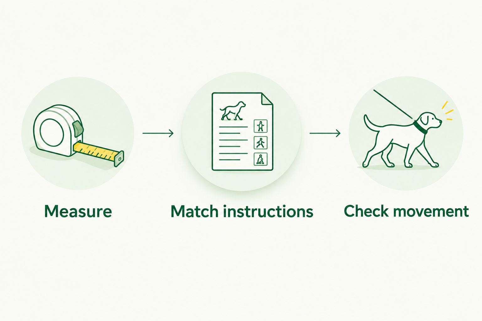 Fit-check sequence: measure the dog, match product instructions, and check movement.