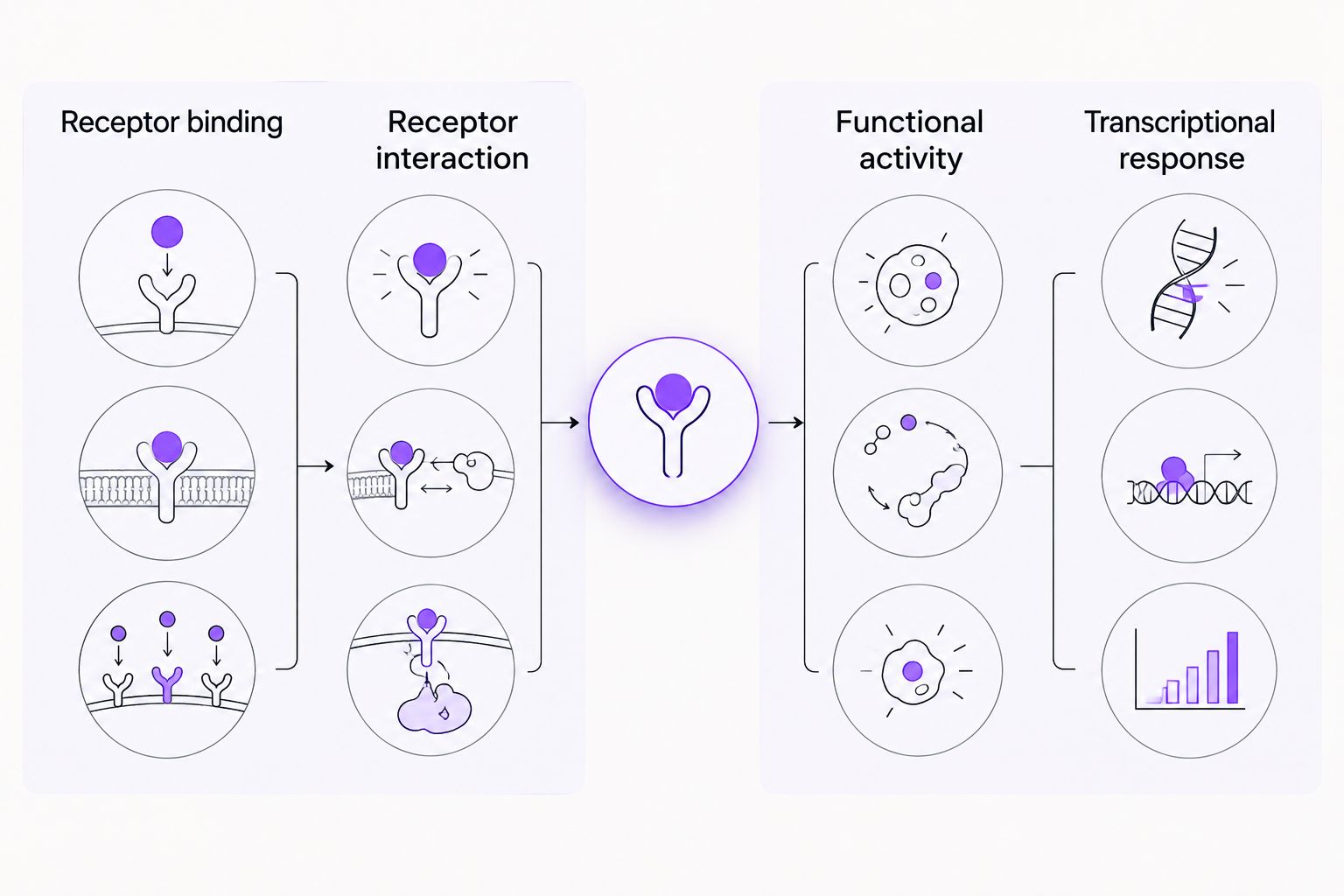Comparison of receptor-binding evidence with functional transcriptional evidence