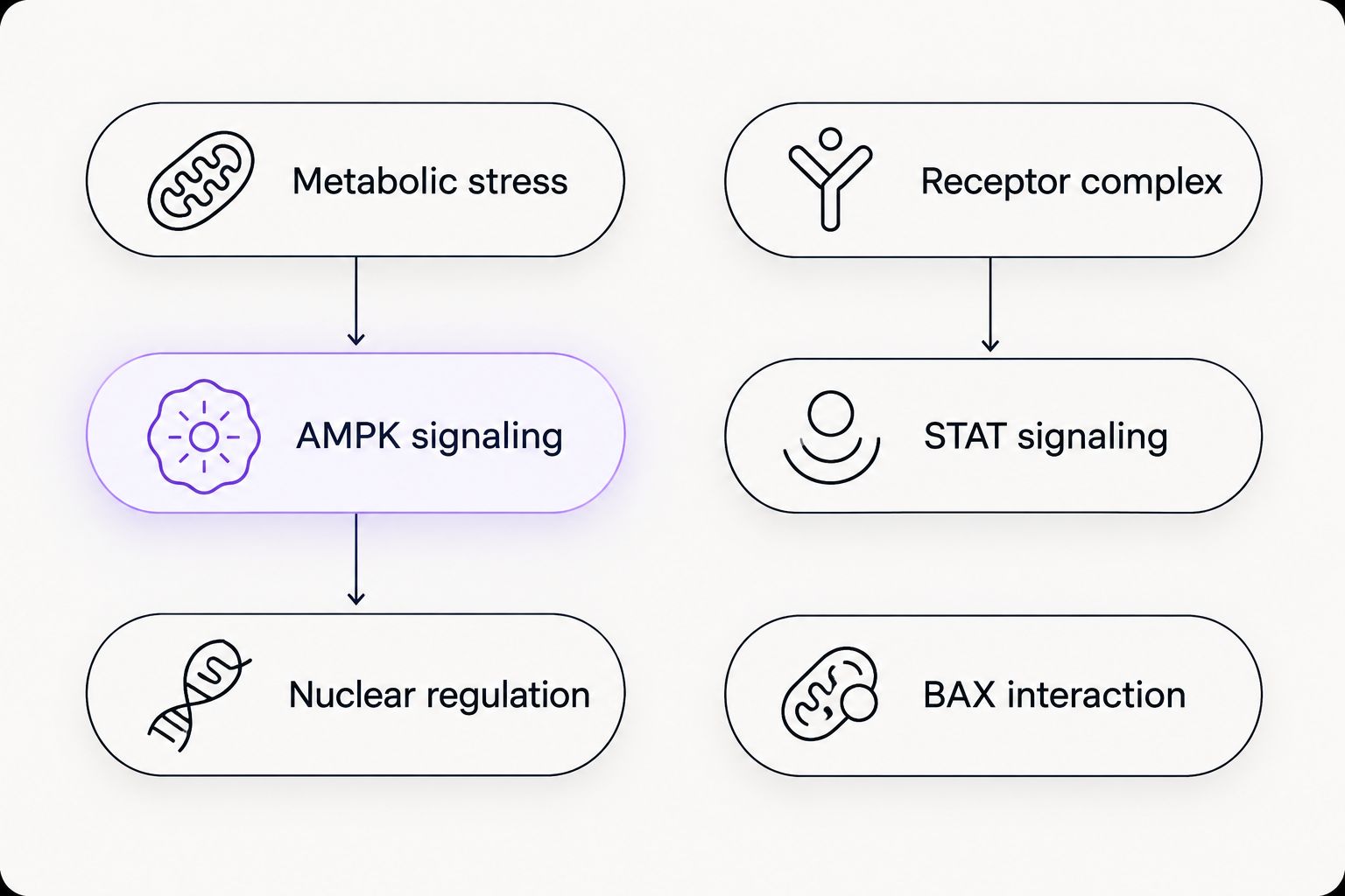 MOTS-c metabolic and nuclear signaling beside Humanin receptor signaling and a separate BAX interaction branch.