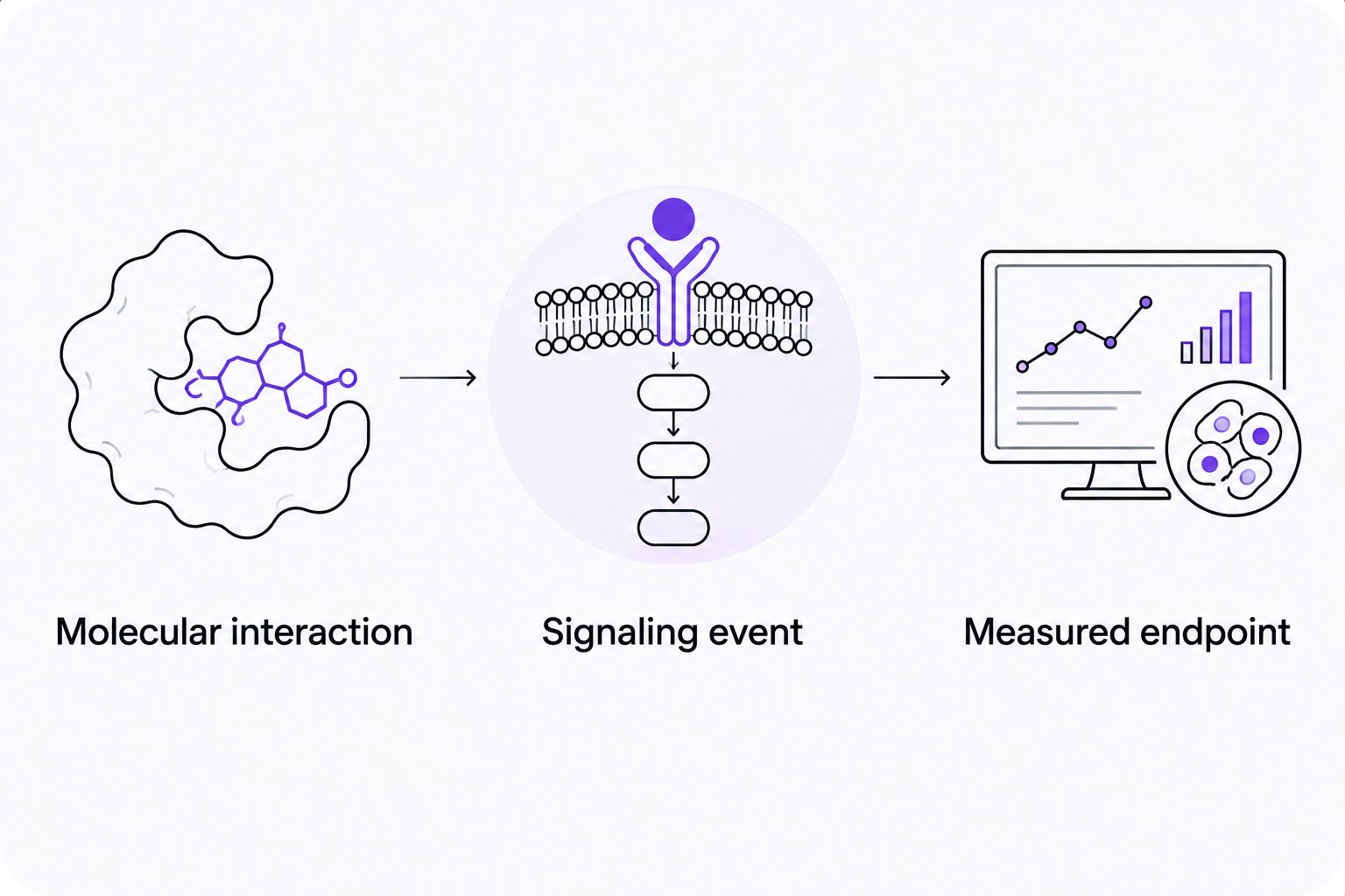 Evidence chain separating molecular interaction, signaling event, and measured endpoint.
