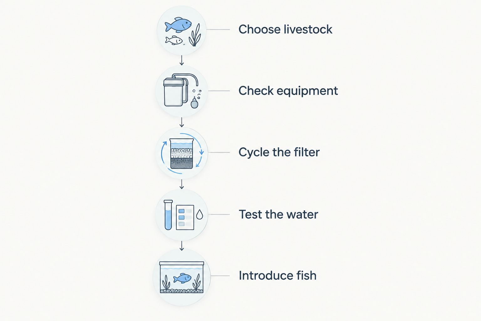 Aquarium setup sequence from choosing livestock to introducing fish