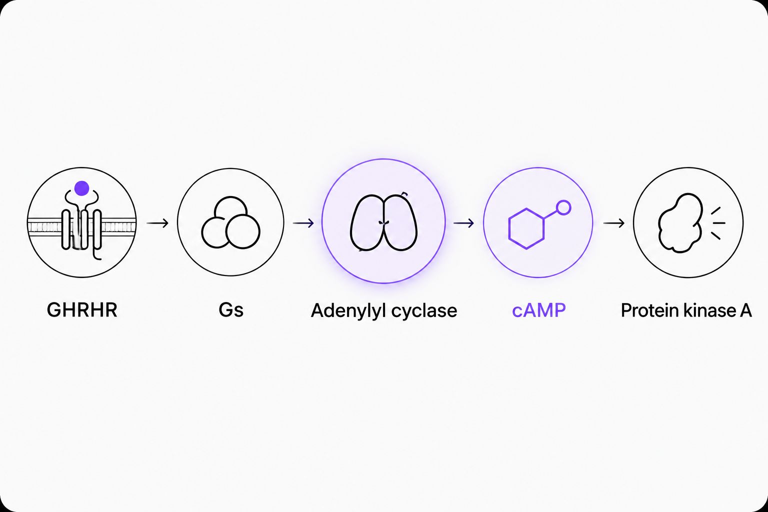 Canonical GHRHR signaling through Gs, adenylyl cyclase, cAMP, and protein kinase A.