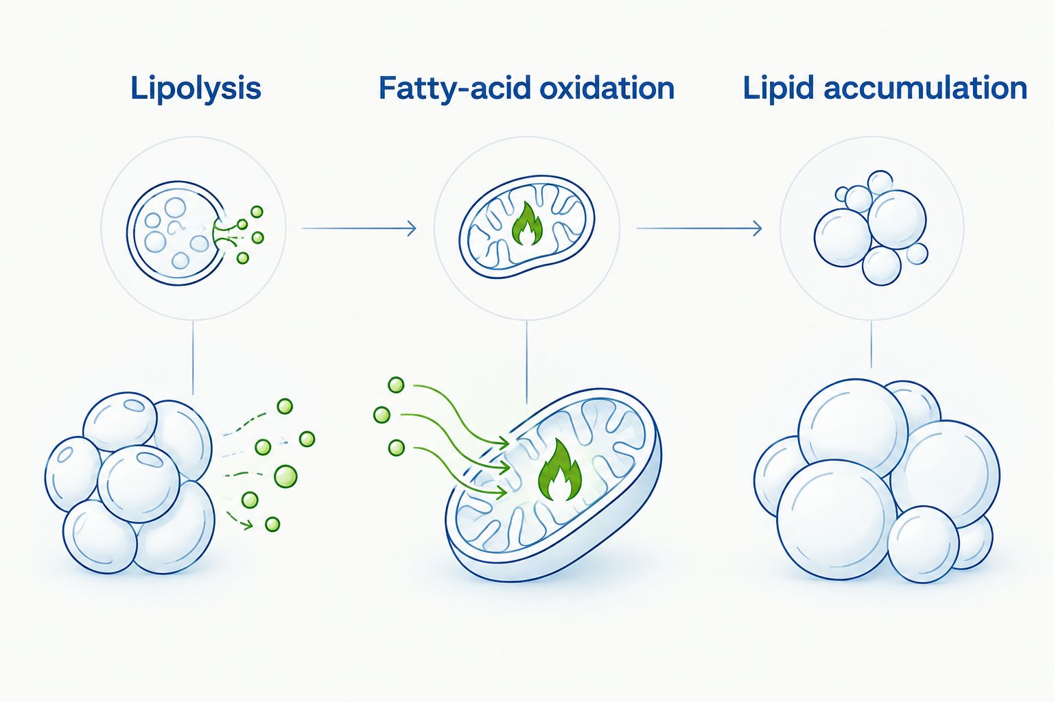 Comparison of lipolysis, fatty-acid oxidation, and lipid accumulation as distinct research endpoints.