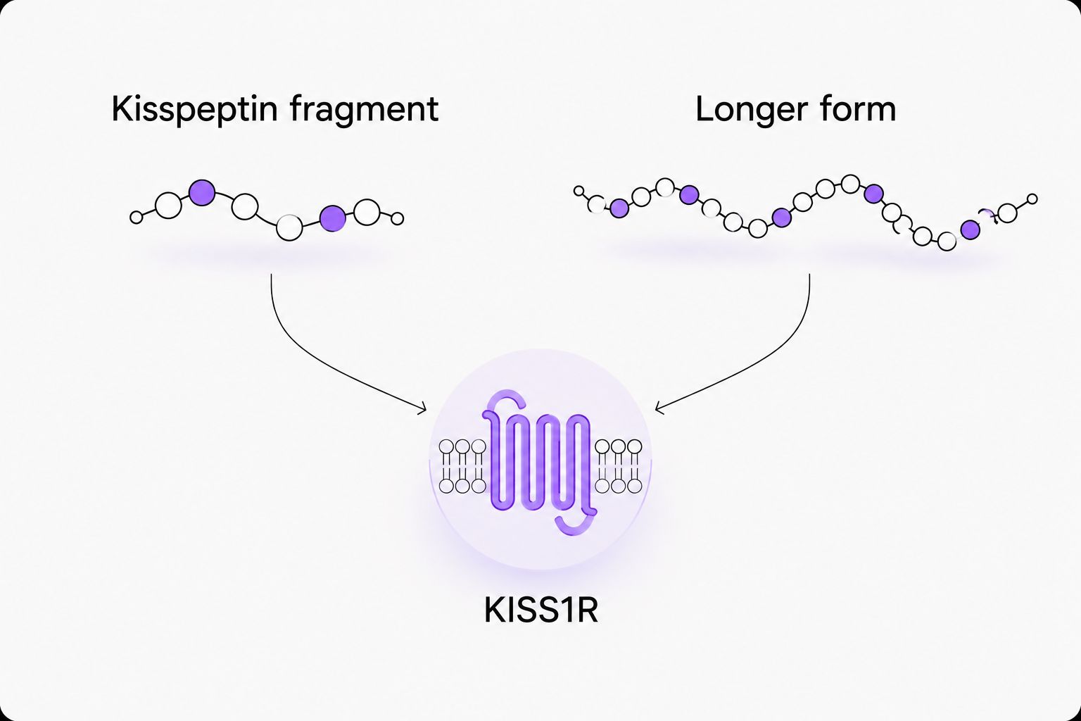 Shorter and longer kisspeptin forms connected to the shared KISS1R receptor