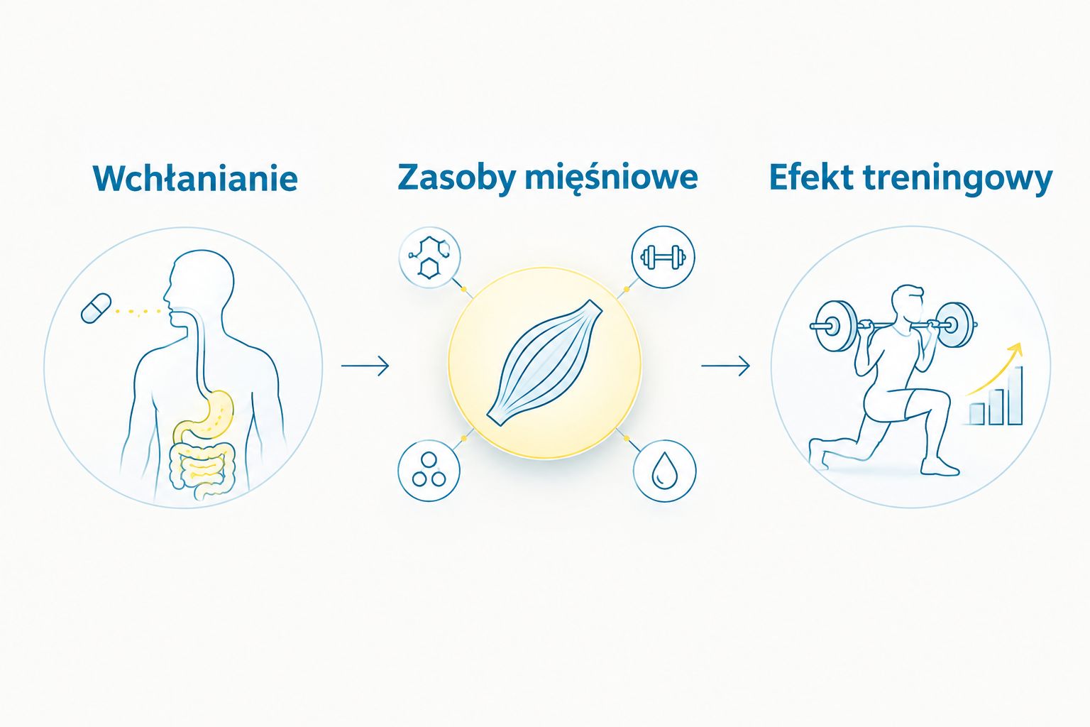 Trzy poziomy oceny kreatyny: wchłanianie, zasoby mięśniowe i efekt treningowy.