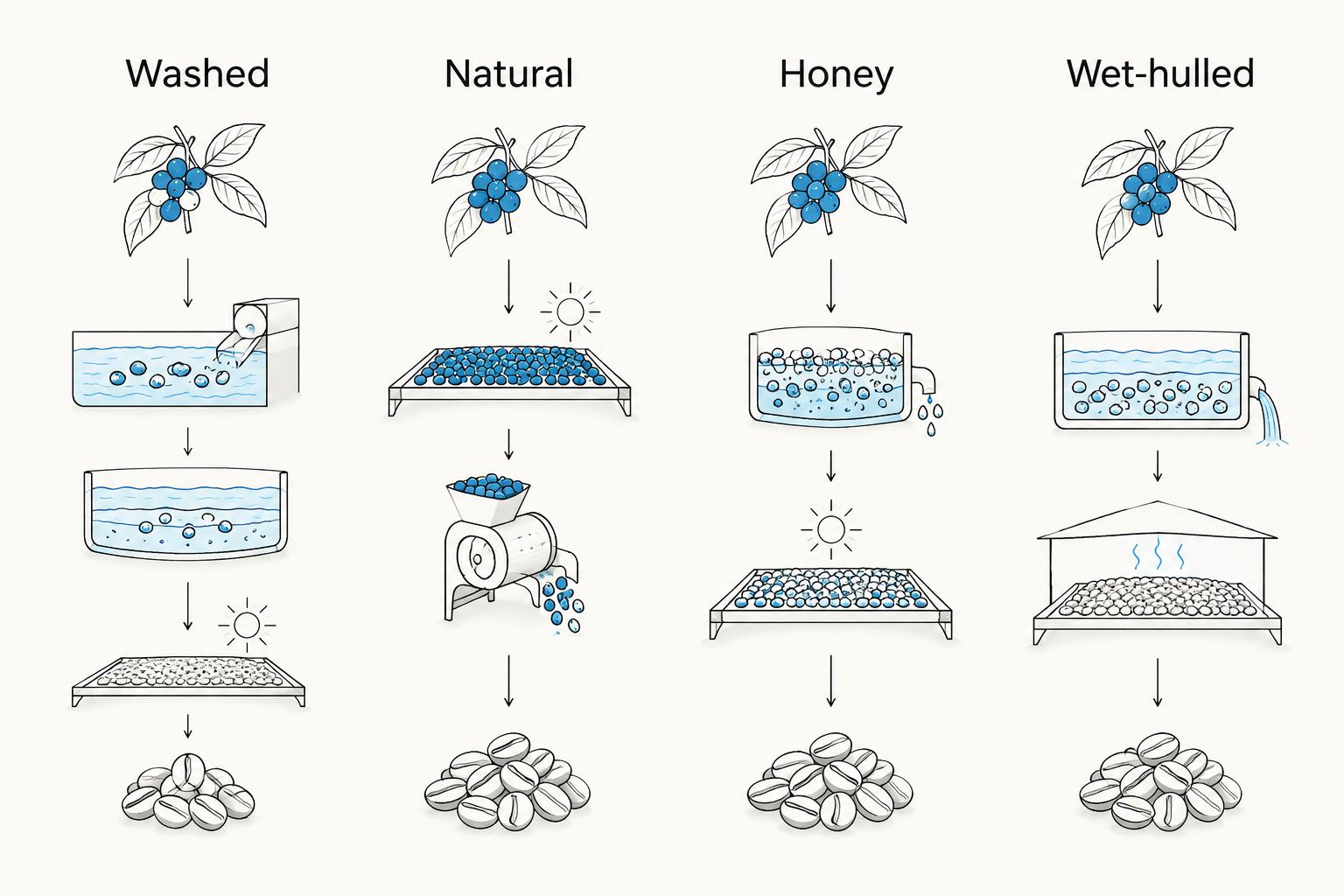 Four processing options for single-origin coffee: washed, natural, honey and wet-hulled