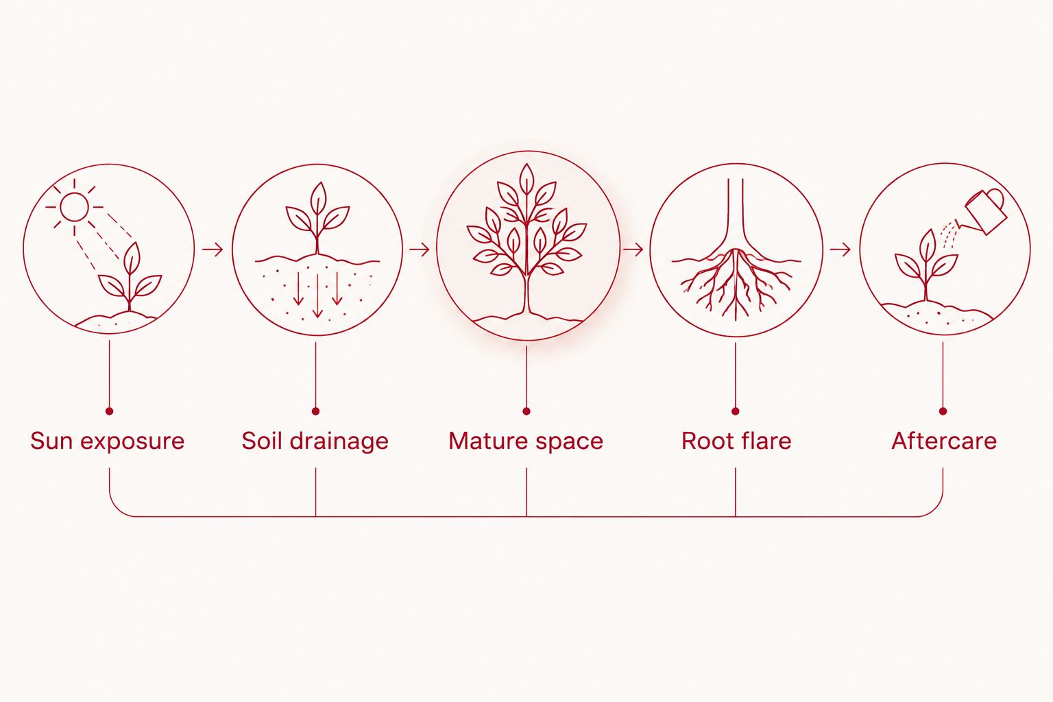 Five planting checks covering sunlight, drainage, mature space, root flare, and aftercare