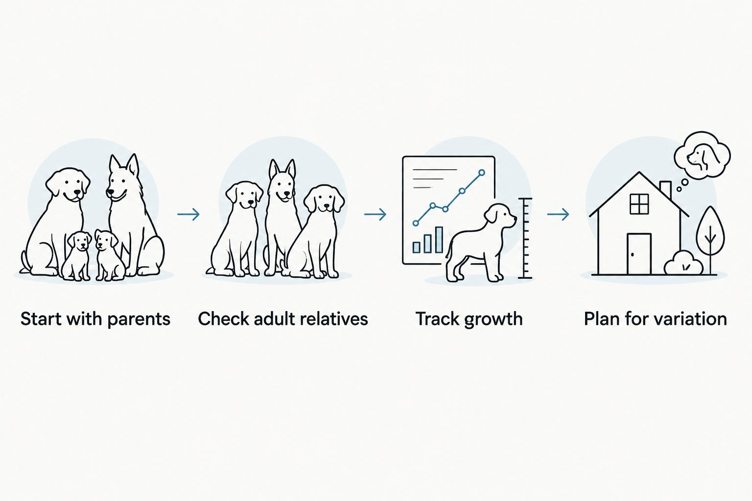 Four steps for assessing a Bernedoodle puppy’s expected adult size
