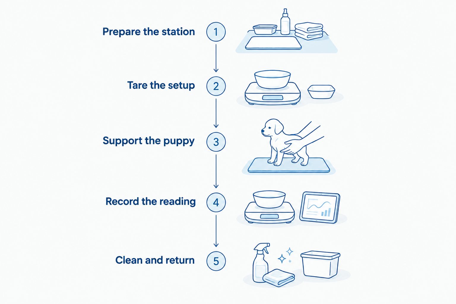 Five stages of a supported, consistent newborn puppy weigh-in