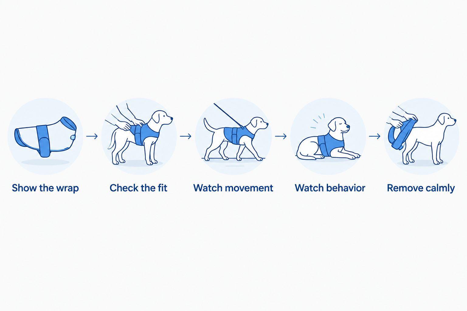 Steps for introducing a Bulldog anxiety wrap and checking comfort before stressful events