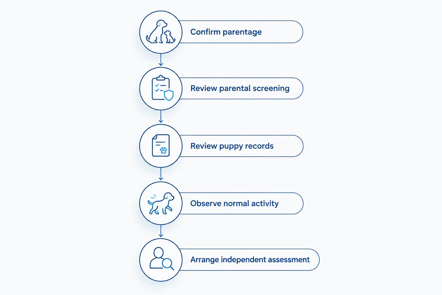 Five steps for assessing a Bulldog puppy before choosing one