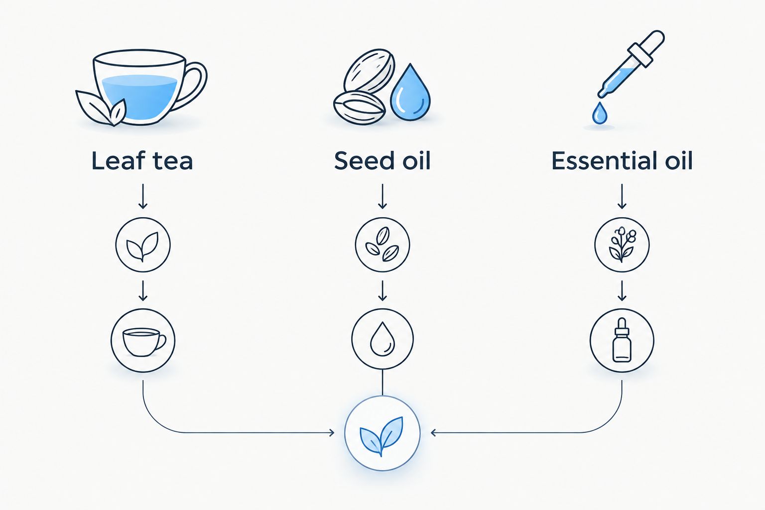 Three preparation types: leaf tea, seed oil, and essential oil