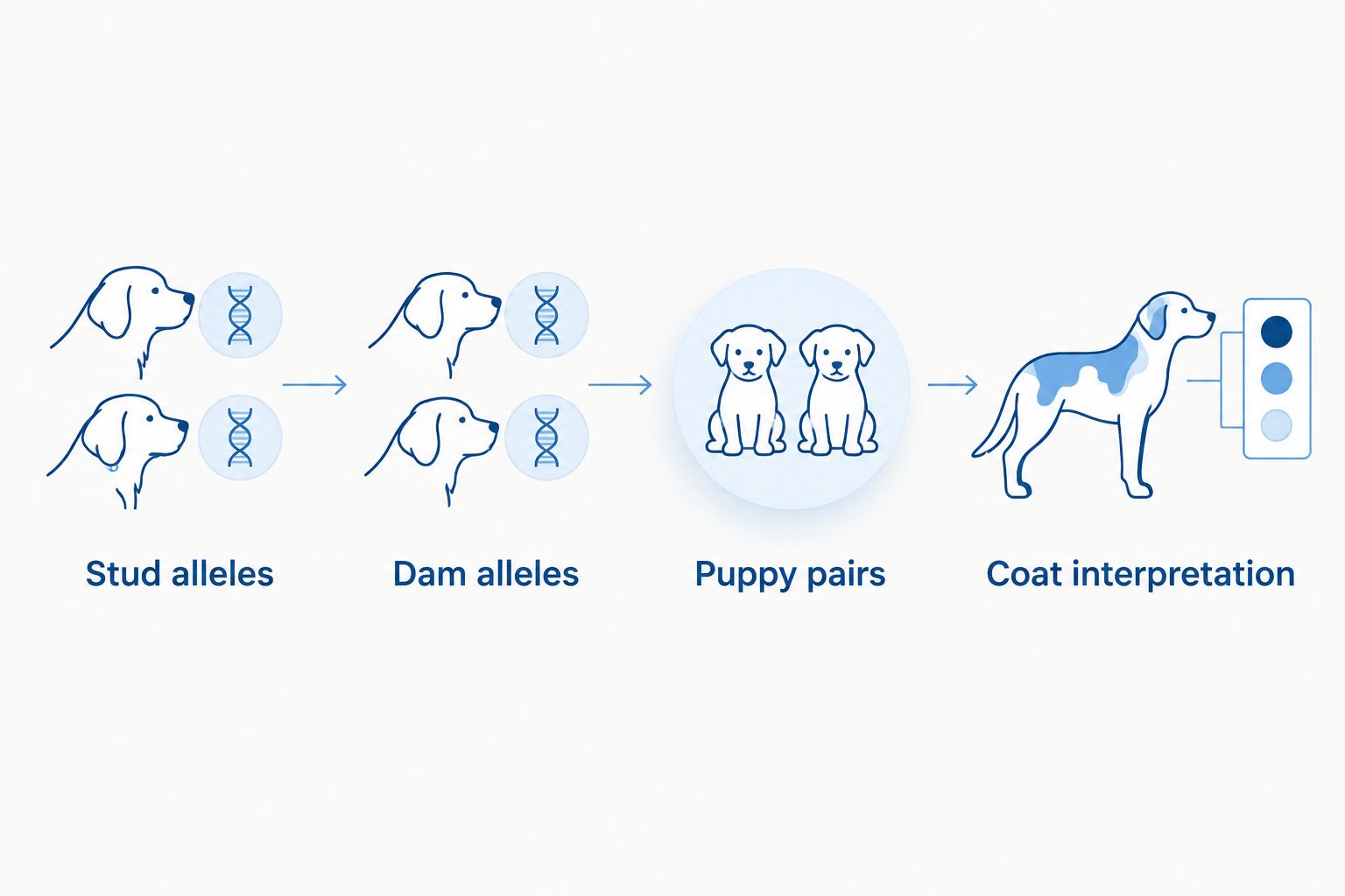 Steps showing how stud and dam alleles become possible puppy genotypes and coat interpretations