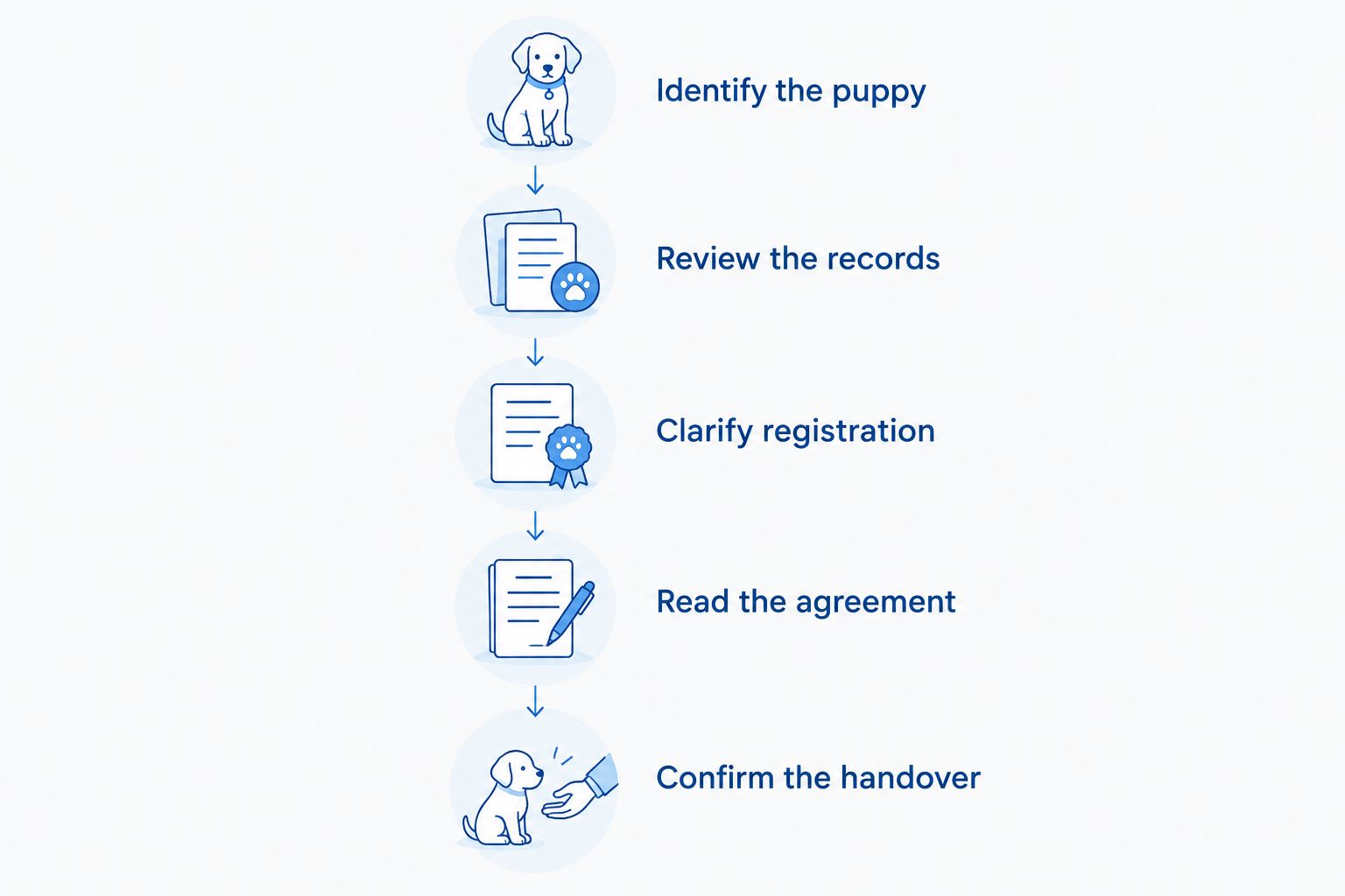 Five steps for checking a blue English Bulldog puppy quote and purchase agreement