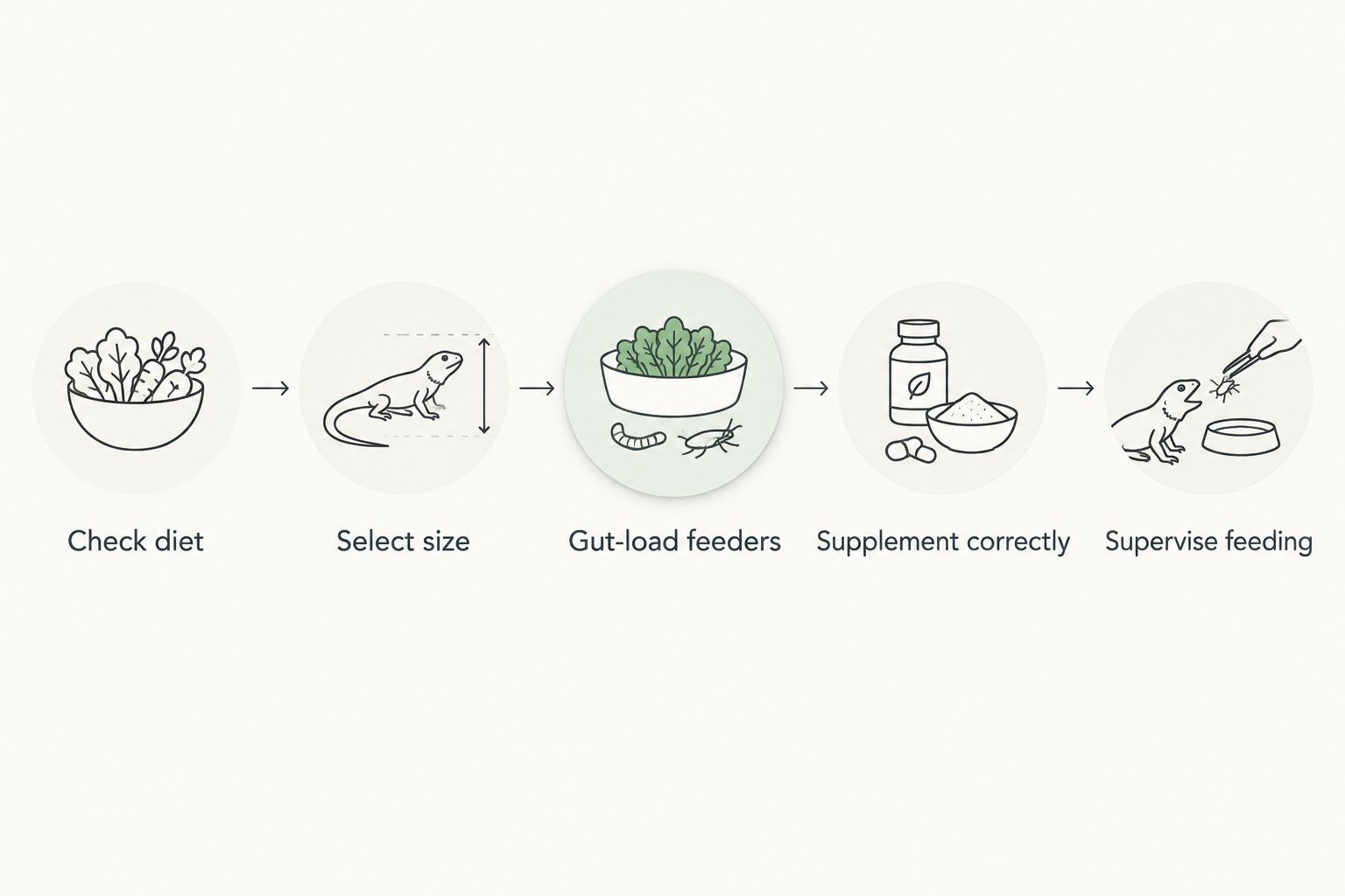 Feeder preparation sequence from checking the reptile diet to supervising feeding