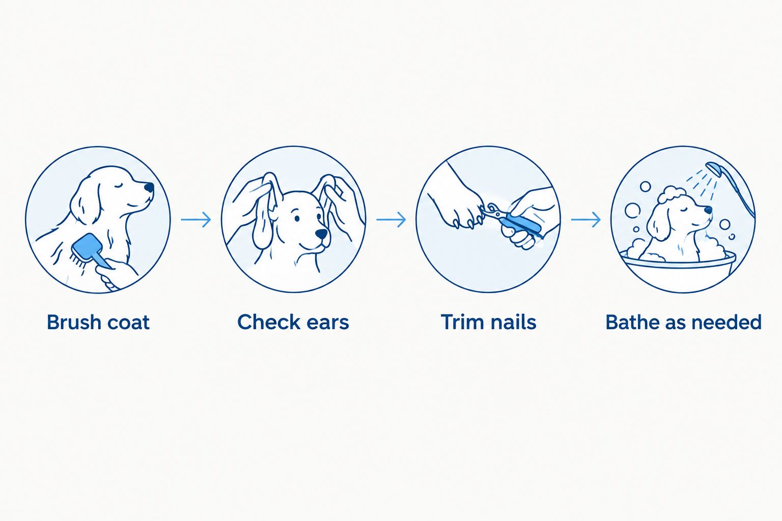 Four-step grooming routine diagram for a Toy Australian Shepherd