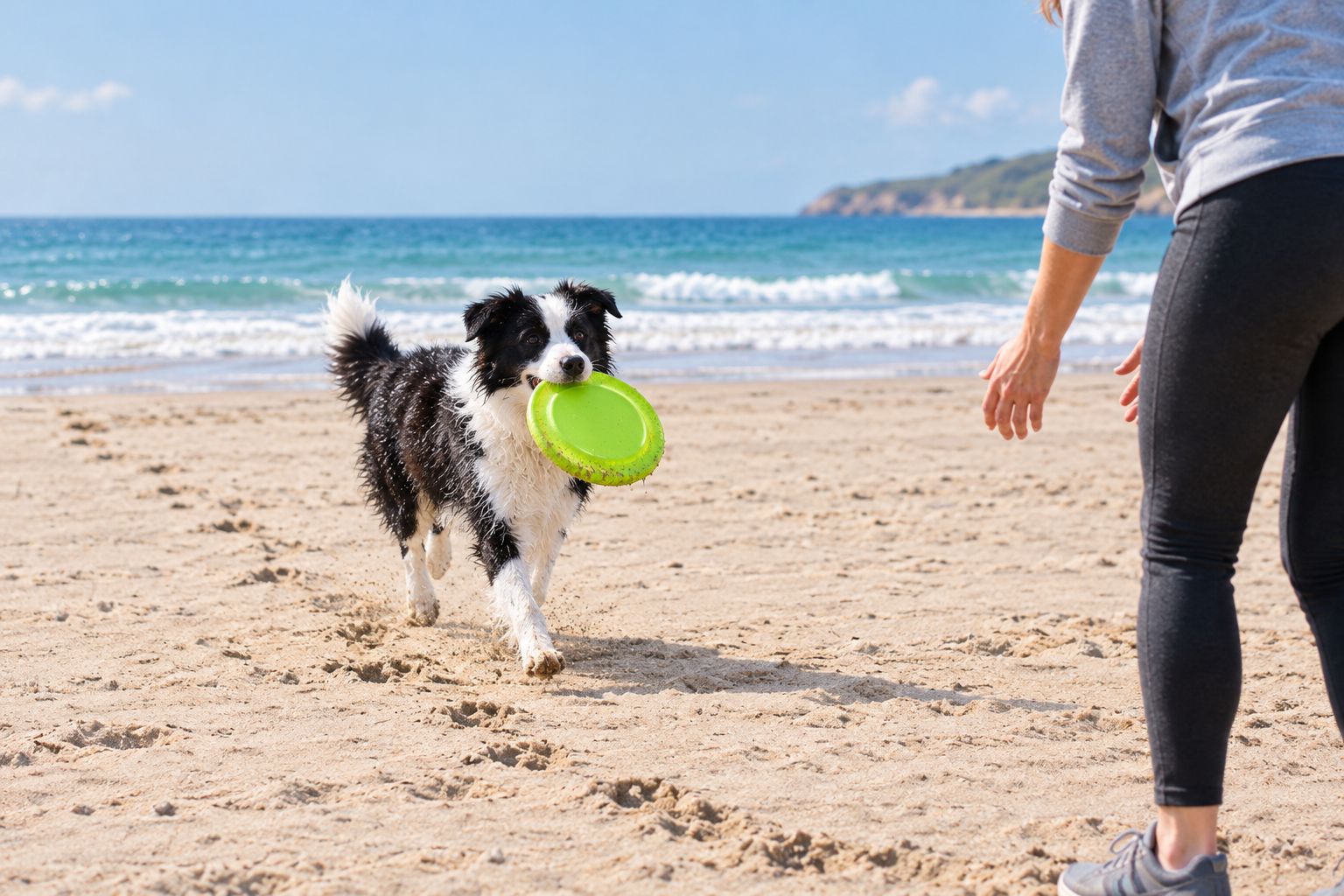 Dog returning a flying disc across clear dry sand with the shoreline in the distance