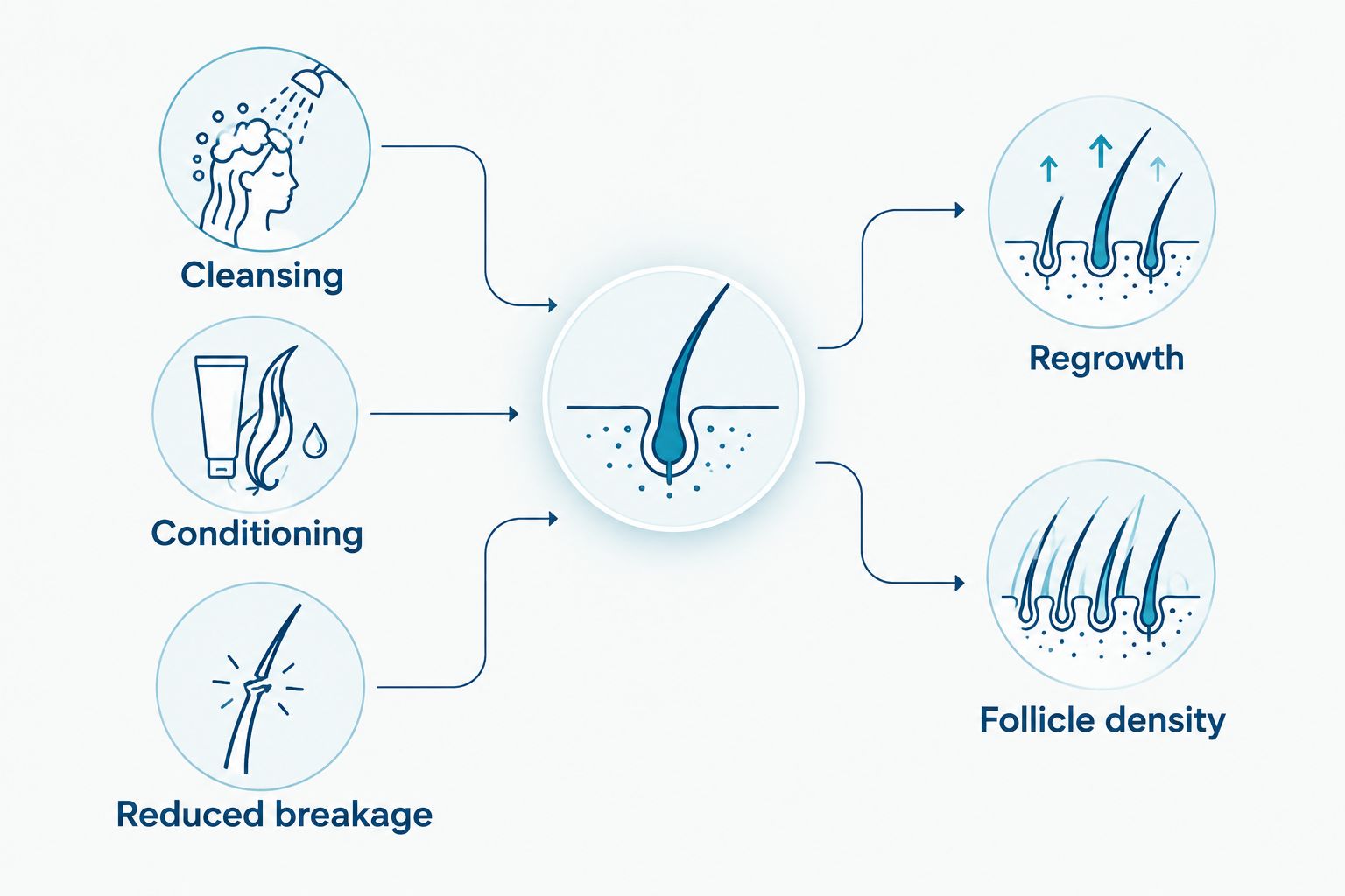 Comparison separating cleansing, conditioning, and reduced breakage from regrowth and follicle density