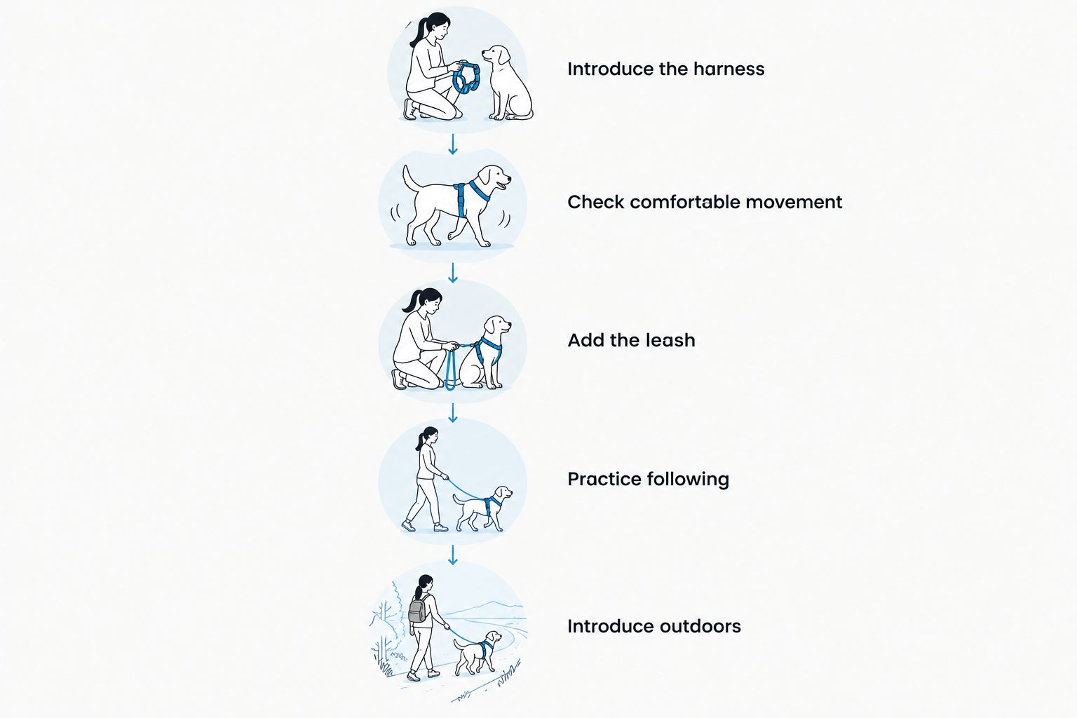 Cat leash-training sequence from harness introduction to a quiet outdoor visit