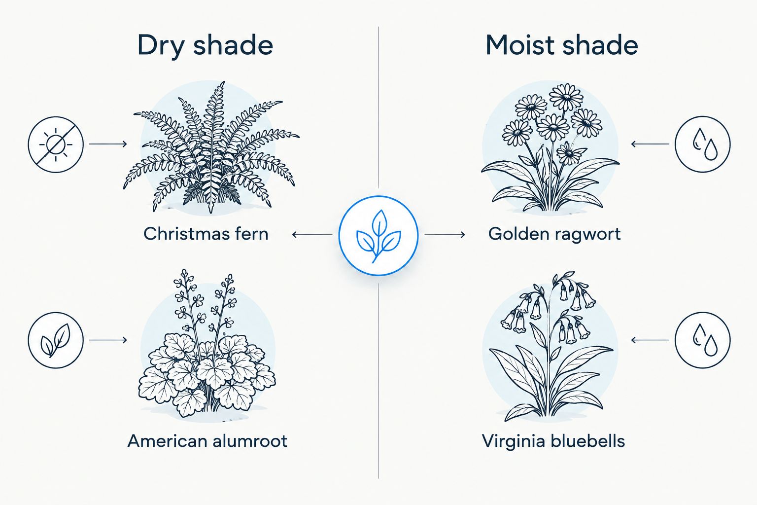 Comparison of perennials suited to drier and moister Virginia shade