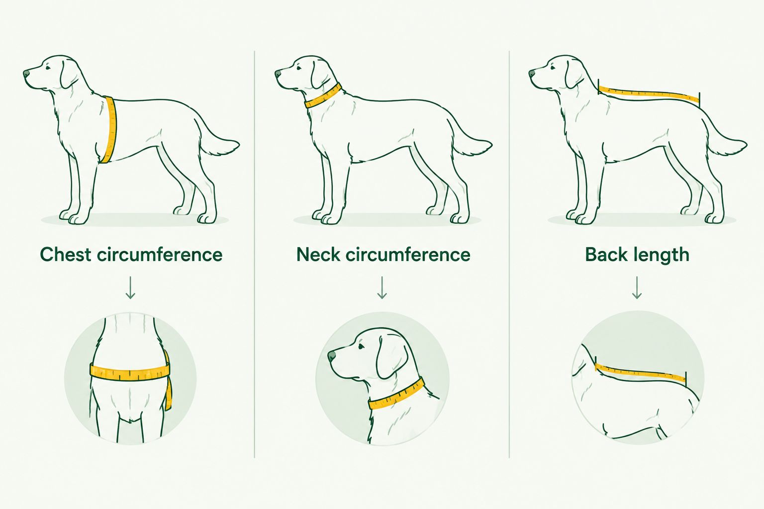 Dog raincoat measurement locations for chest circumference, neck circumference, and back length