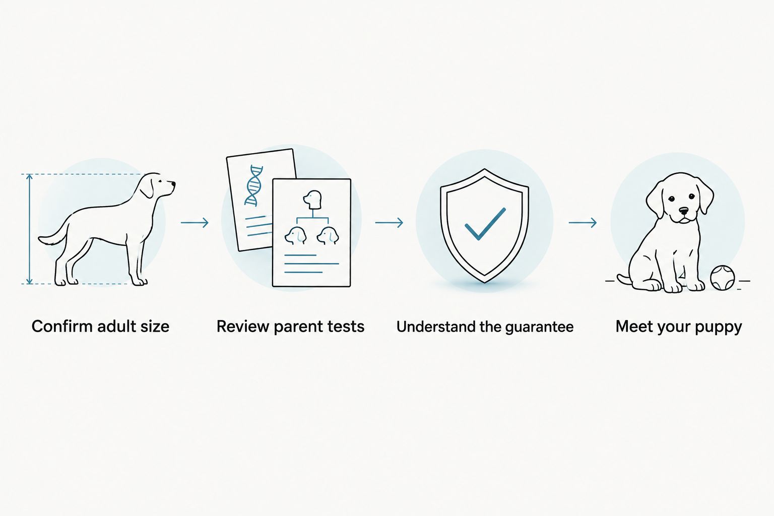 Four checks covering Poodle size, parent tests, the guarantee and the puppy’s routine