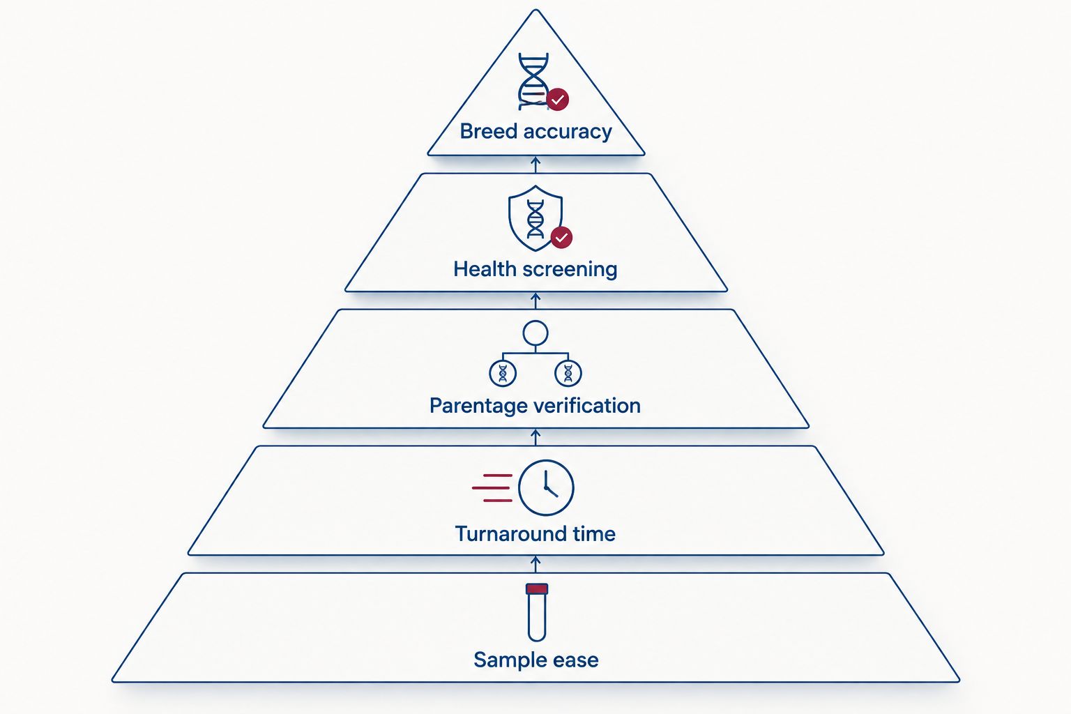 Pyramid ranking the five criteria for choosing a bulldog DNA test kit
