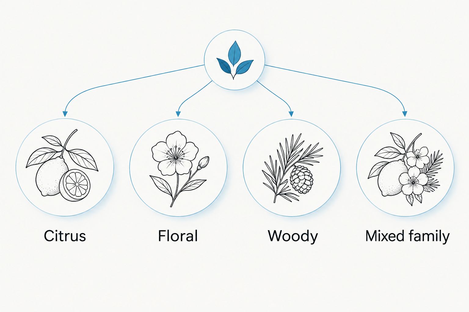 Four scent directions: citrus, floral, woody, and mixed family