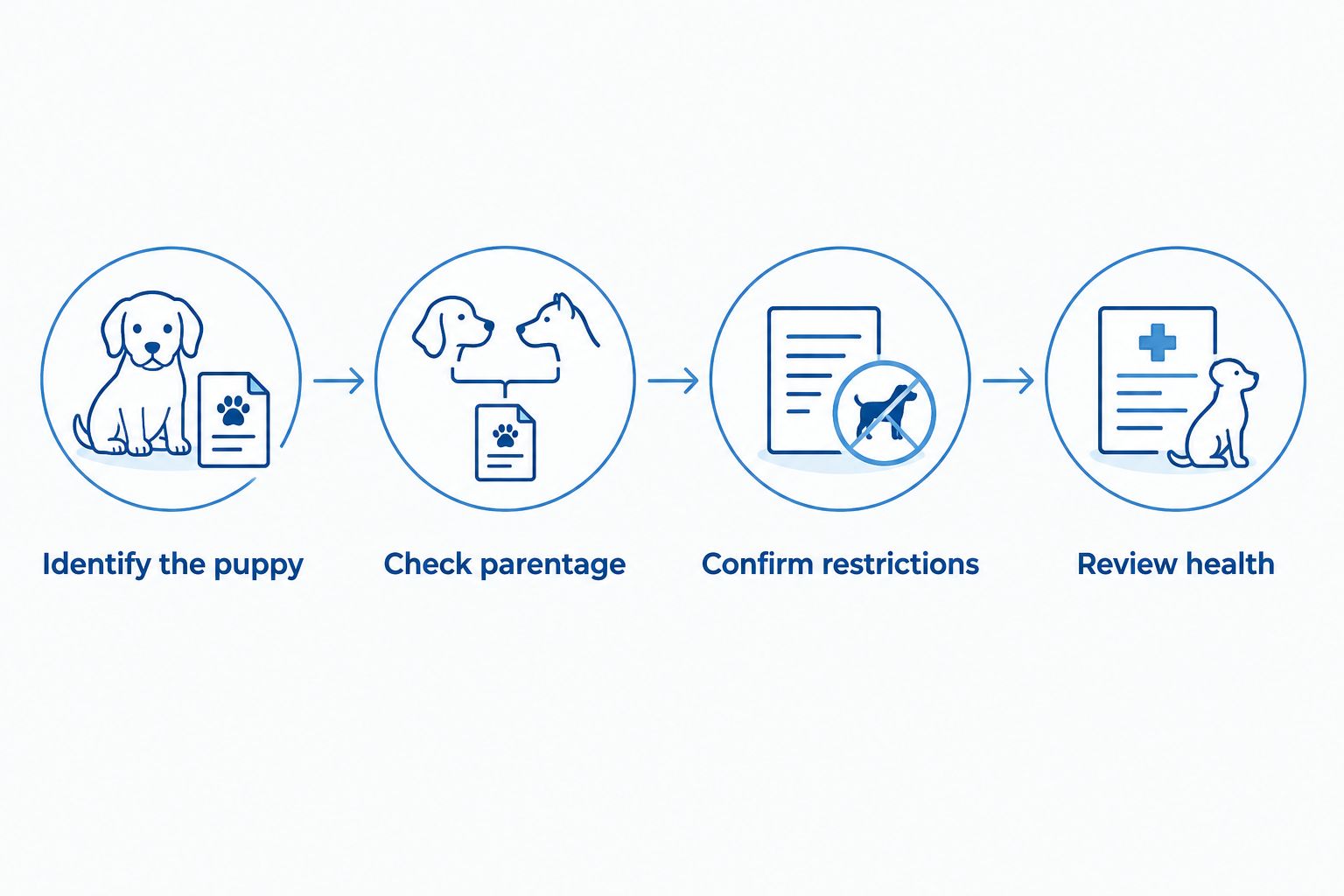 Four checks for a merle Bulldog purchase: identity, parentage, registration restrictions, and health.