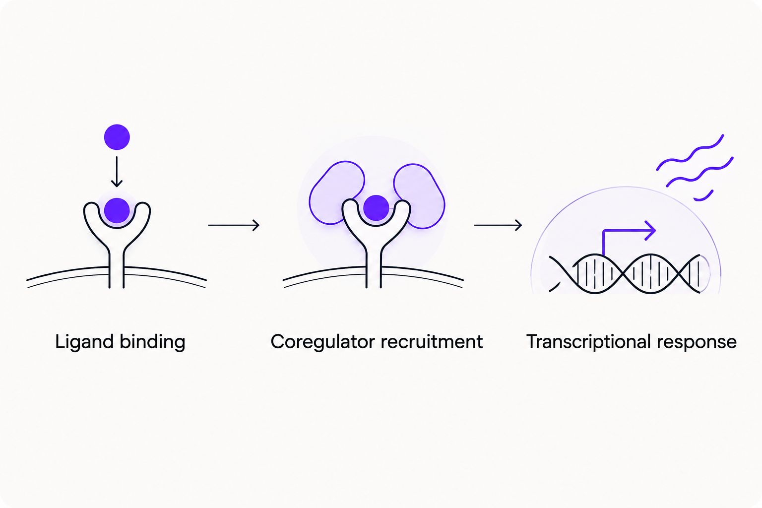 Sequence connecting ligand binding, coregulator recruitment, and transcriptional response