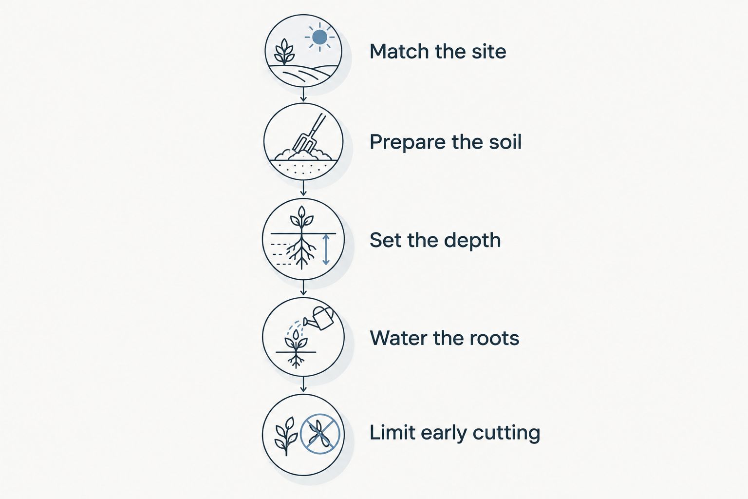 Five steps for establishing a perennial cutting bed, from matching the site to limiting early cutting