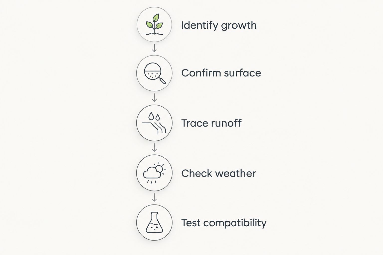 Five checks before moss treatment, from identifying growth to testing surface compatibility