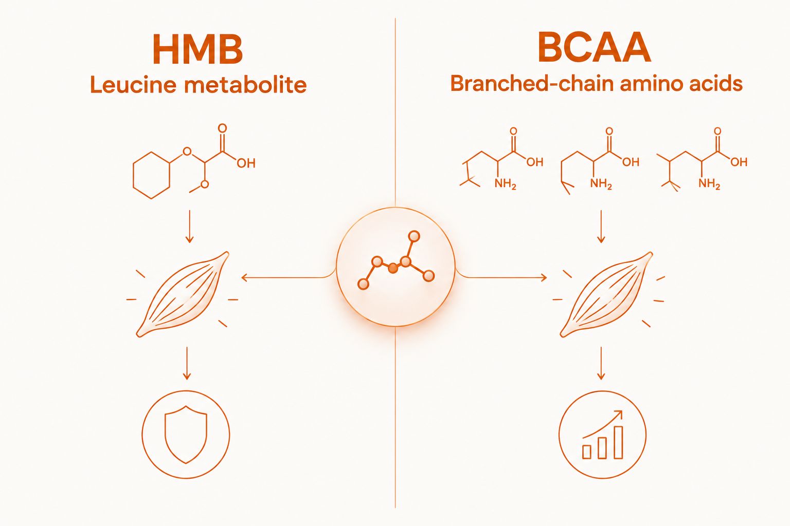 HMB and BCAA compared by what each supplies