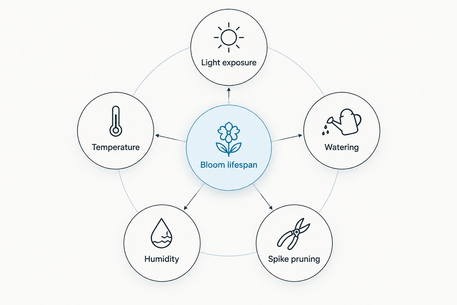 Diagram showing five factors that affect phalaenopsis orchid bloom lifespan