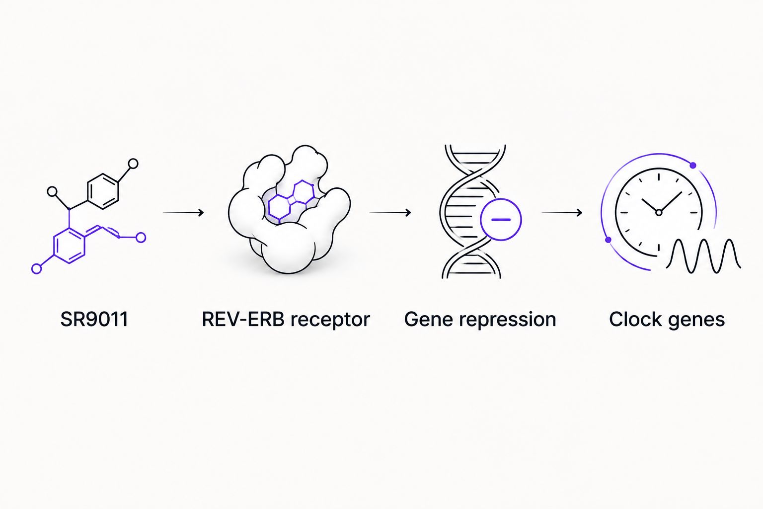 Flow from SR9011 to REV-ERB receptor to gene repression to clock genes