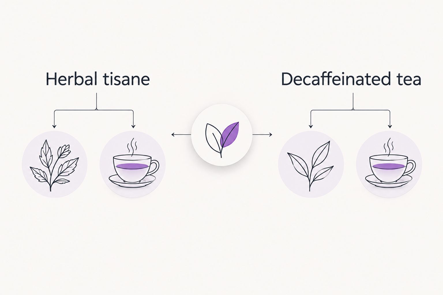Two-column diagram comparing herbal tisanes to decaffeinated tea