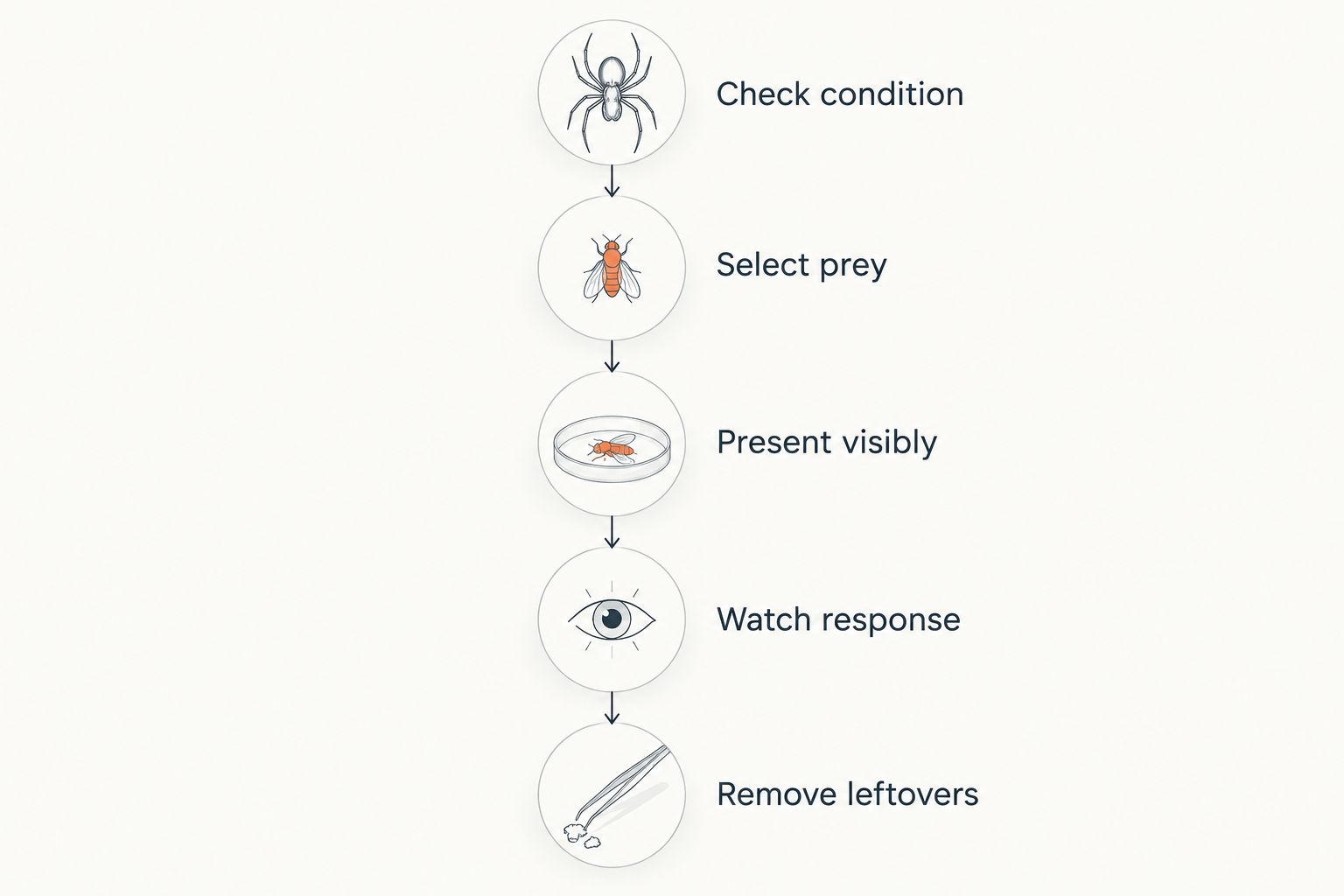 Five feeding steps from checking the tarantula's condition to removing uneaten prey