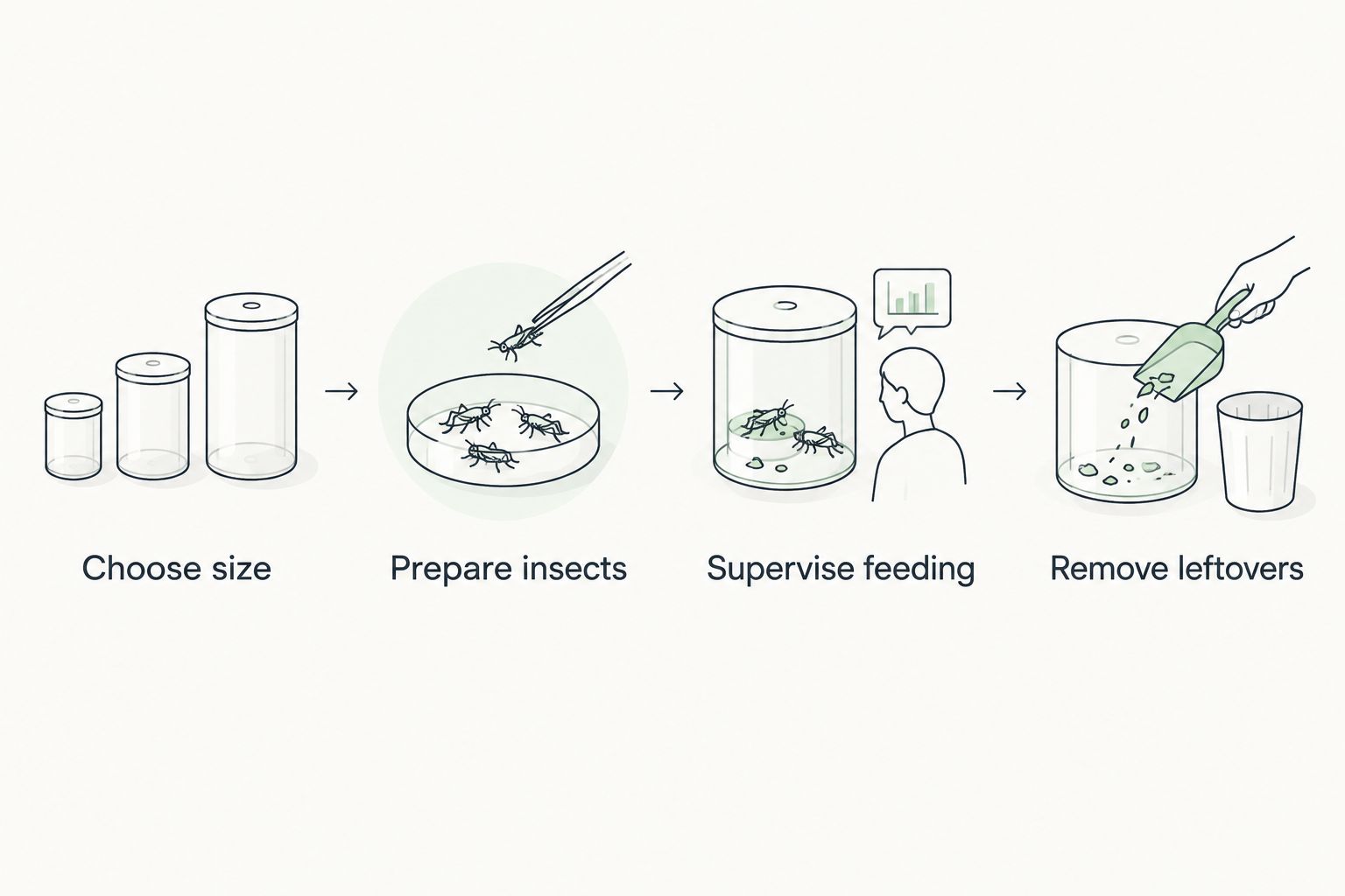 Four feeding steps: choose size, prepare insects, supervise feeding, and remove leftovers