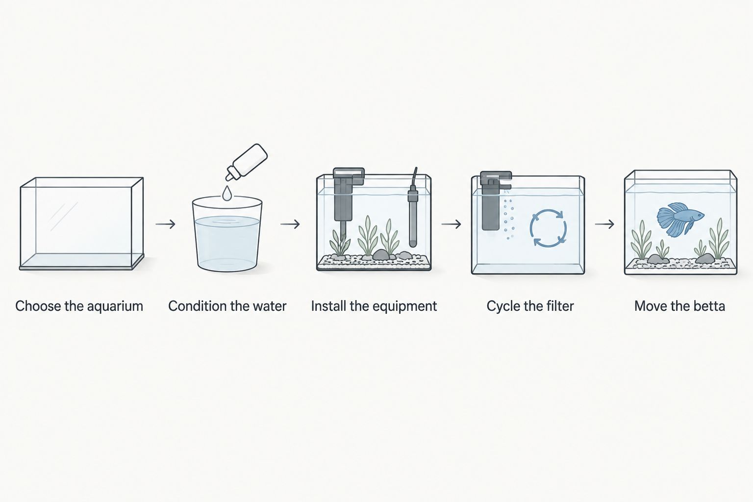 Five preparation steps from choosing an aquarium to moving a betta into the completed setup.